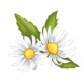 daisy flower summer cartoon vector illustration color sign