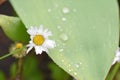 Daisy flower in sunny summer day Royalty Free Stock Photo