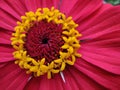 Daisy flower super macro mode Royalty Free Stock Photo