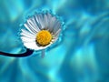 Daisy flower swimming in the water Royalty Free Stock Photo