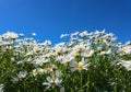 The daisy flower symbolizes innocence, a loyal love and gentleness. Daisy flower is a powerful healing herb that works great and Royalty Free Stock Photo