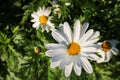 The daisy flower symbolizes innocence, a loyal love and gentleness. Daisy flower is a powerful healing herb that works great and Royalty Free Stock Photo