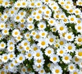 Daisy Flower Royalty Free Stock Photo