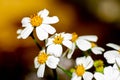Daisy flower or thymophylia Tenuiloba, daisy is white flowers and yellow pollen Royalty Free Stock Photo