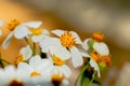 Daisy flower or thymophylia Tenuiloba, daisy is white flowers and yellow pollen Royalty Free Stock Photo