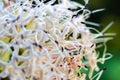 Daisy flower or thymophylia Tenuiloba, daisy is white flowers and yellow pollen Royalty Free Stock Photo