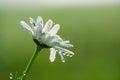 Daisy flower with tiny morning dew water drops Royalty Free Stock Photo