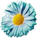 Daisy flower turquoise. Flower isolated on a white background. No shadows with clipping path. Close-up. Royalty Free Stock Photo