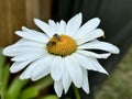 Daisy flower with two ladybirds