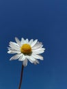 Daisy flower under the blue sky Royalty Free Stock Photo