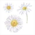 Daisy flower vector illustration set. Hand drawn clip art of white chamomile on isolated background. Watercolor Royalty Free Stock Photo