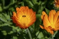 Daisy Flower In Warm Orange Color With A Pollinating Bee