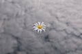 Daisy flower water clouds Royalty Free Stock Photo