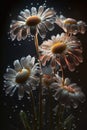 Daisy flower with water splash. Created with generative AI technology. Royalty Free Stock Photo