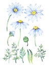 Daisy flower watercolor clipart. Chamomile illustration isolated on white Royalty Free Stock Photo