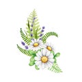 Daisy flower watercolor decor. Hand drawn illustration. Daisy flowers, fern, lavender, clover floral decoration. Meadow