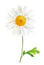 Daisy flower, watercolor hand drawn chamomile isolated on white background Royalty Free Stock Photo