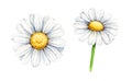 Daisy flower watercolor illustration set. Hand drawn chamomile blossom element. Garden, meadow, park beautiful flower