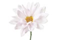 Daisy Flower White Daisies Floral Flowers Royalty Free Stock Photo