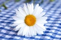 Daisy flower with white petals on checkered tablec Royalty Free Stock Photo