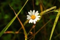 Daisy flower with white petals and yellow center on dark green natural grass background Royalty Free Stock Photo