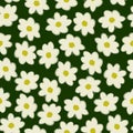 Daisy flower with white petals and yellow center on a green background Royalty Free Stock Photo