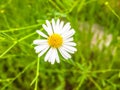 Daisy flower