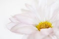 Daisy Flower White Yellow Daisies Floral Flowers Royalty Free Stock Photo