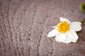 Daisy flower on wood background Royalty Free Stock Photo