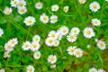 Daisy flowers