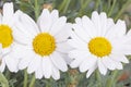 Daisy flowers Royalty Free Stock Photo
