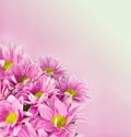 Daisy flowers background