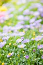 Daisy flowers background, close-up of beautiful white daisies flowers