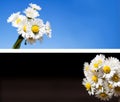 Daisy flowers background collection. Royalty Free Stock Photo