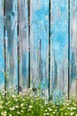 Daisy flowers on a background of wooden fence Royalty Free Stock Photo