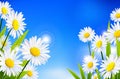 Daisy flowers background for you design Royalty Free Stock Photo