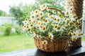 Daisy flowers in the basket. Basket with chamomile in the garden Royalty Free Stock Photo