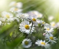 Daisy flowers bathed in sunlight