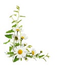 Daisy flowers and bindweed leaves in a corner floral arrangement Royalty Free Stock Photo