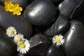 Daisy flowers on black stones Royalty Free Stock Photo