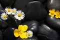 Daisy flowers on black stones Royalty Free Stock Photo