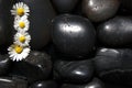 Daisy flowers on black stones Royalty Free Stock Photo