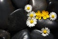 Daisy flowers on black stones Royalty Free Stock Photo