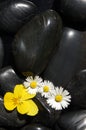 Daisy flowers on black stones Royalty Free Stock Photo