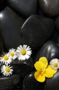 Daisy flowers on black stones Royalty Free Stock Photo