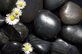 Daisy flowers on black stones Royalty Free Stock Photo