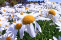 Daisy flowers in bloom