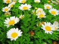 Daisy flowers in bloom