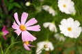 Daisy flowers bloom Royalty Free Stock Photo