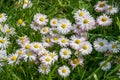 Daisy flowers bloom in the garden in Poland on spring Royalty Free Stock Photo